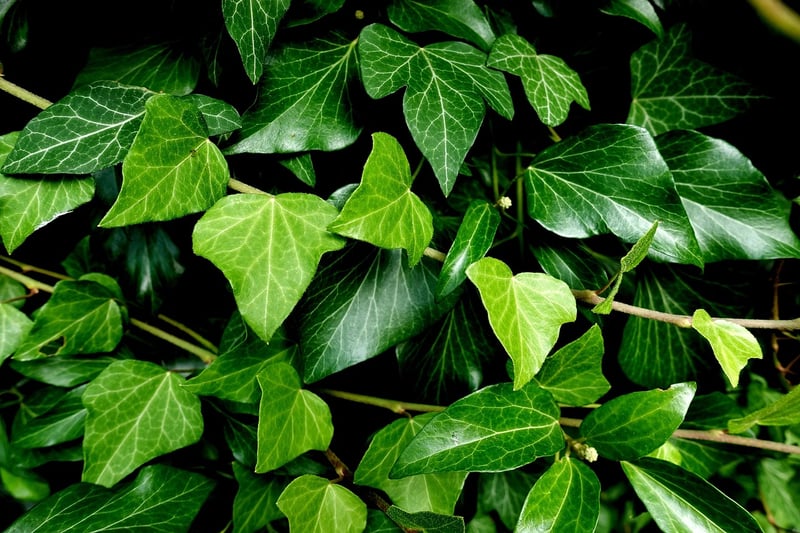 Summer Ivy Plants