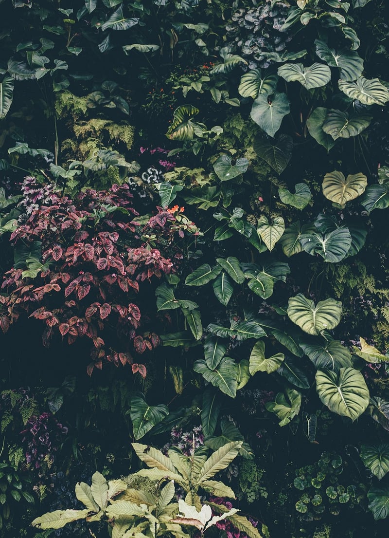 Ivy