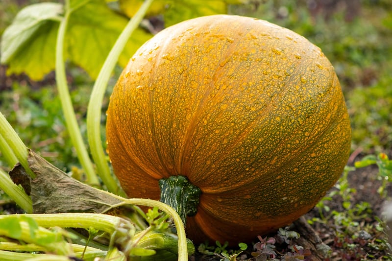 Autumn Pumpkin Display