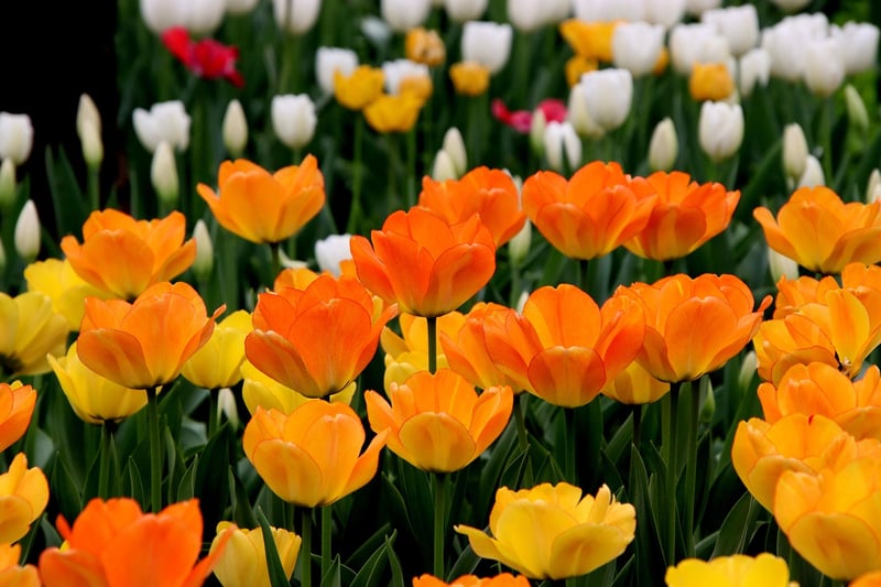Spring Tulips